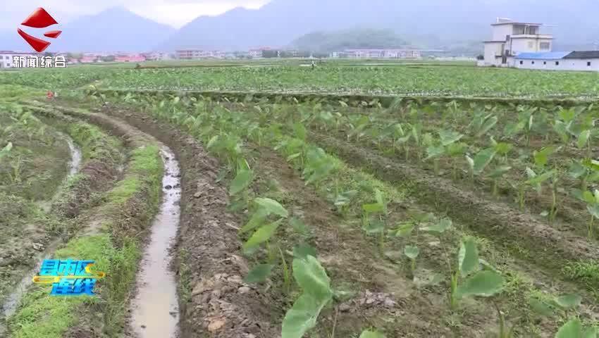 樂(lè)昌：農(nóng)業(yè)科技特派員深入田間 助力香芋產(chǎn)業(yè)提質(zhì)增效_0