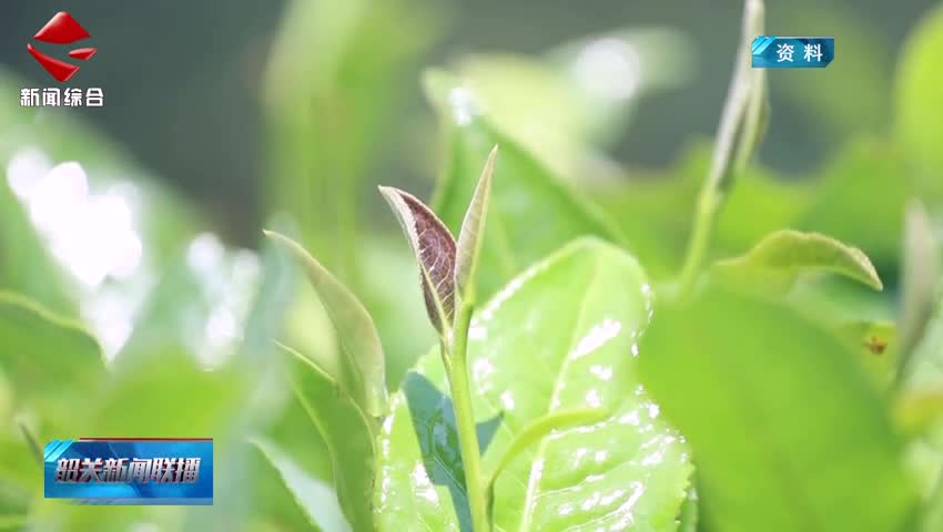 【“百千萬(wàn)工程”三年初見成效】仁化紅山鎮(zhèn)：白茶產(chǎn)業(yè)賦能“百千萬(wàn)工程”千年茶鄉(xiāng)煥發(fā)新生機(jī)