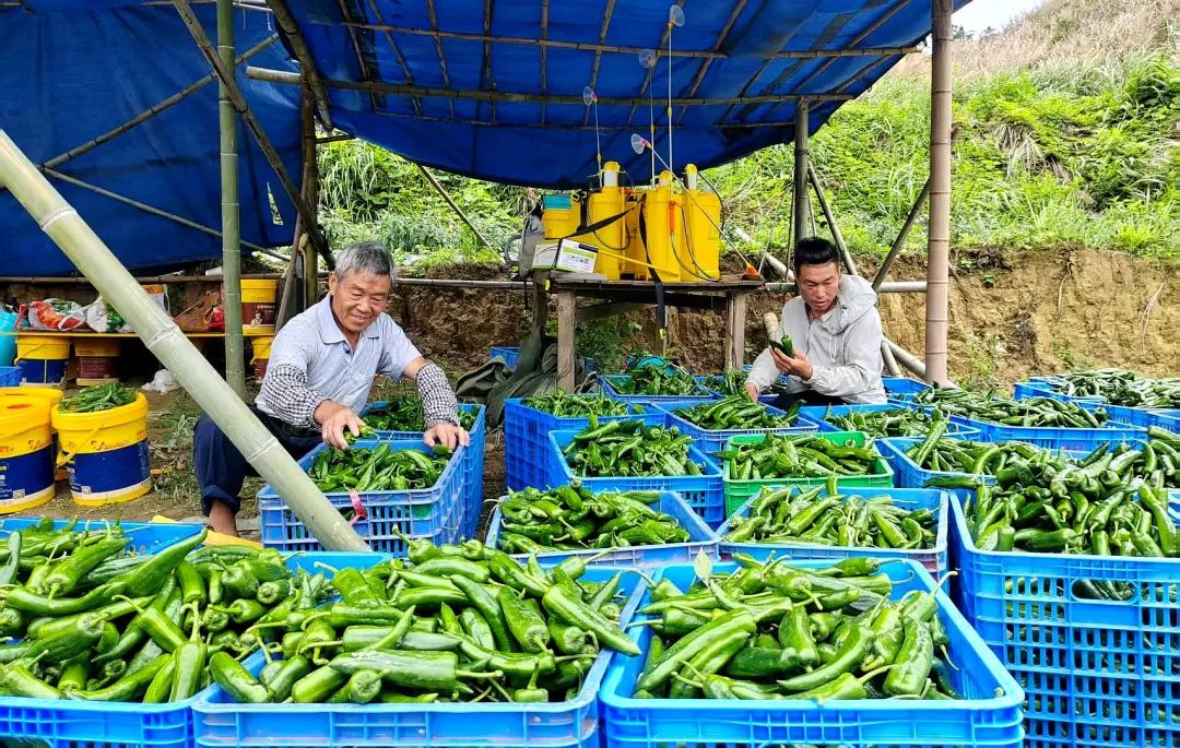 不辭辛苦笑開(kāi)顏 豐收有望樂(lè)無(wú)邊